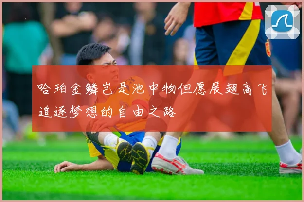 哈珀金鳞岂是池中物但愿展翅高飞追逐梦想的自由之路